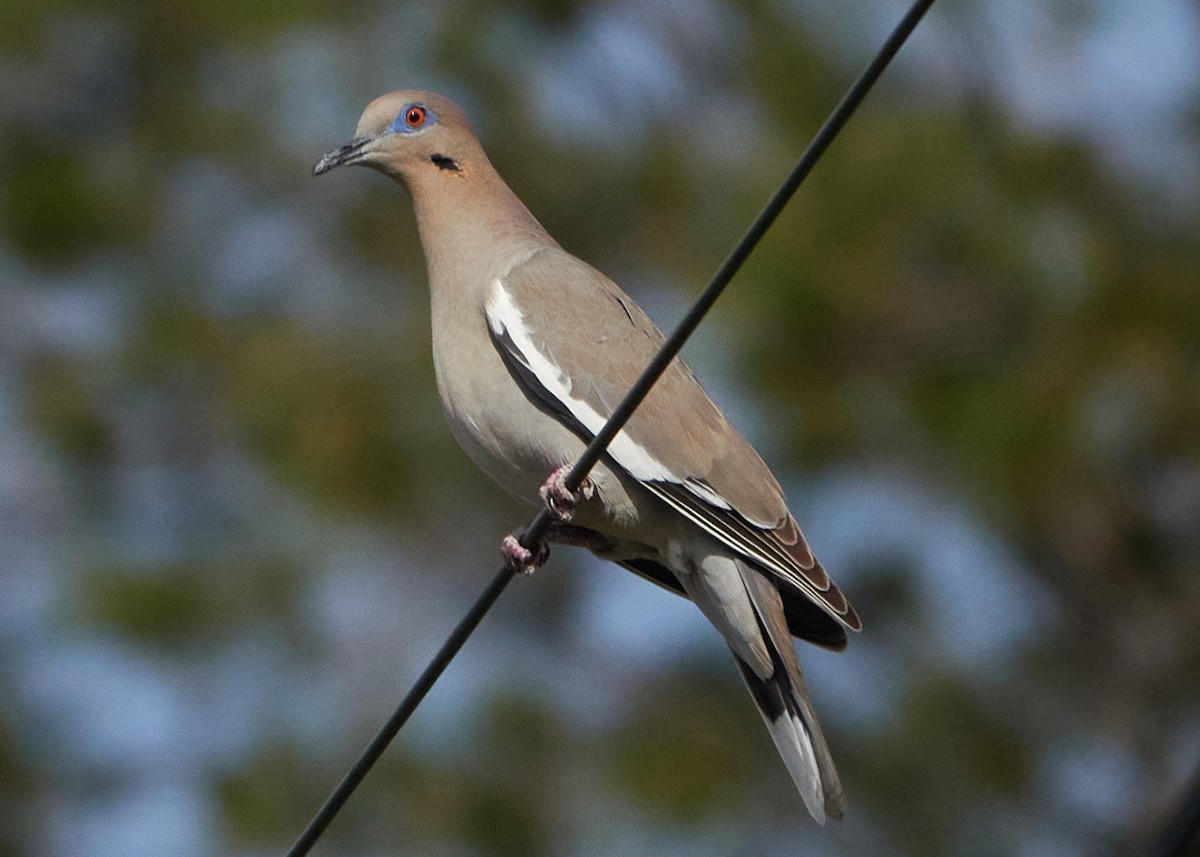 White-winged Dove - ML616564982