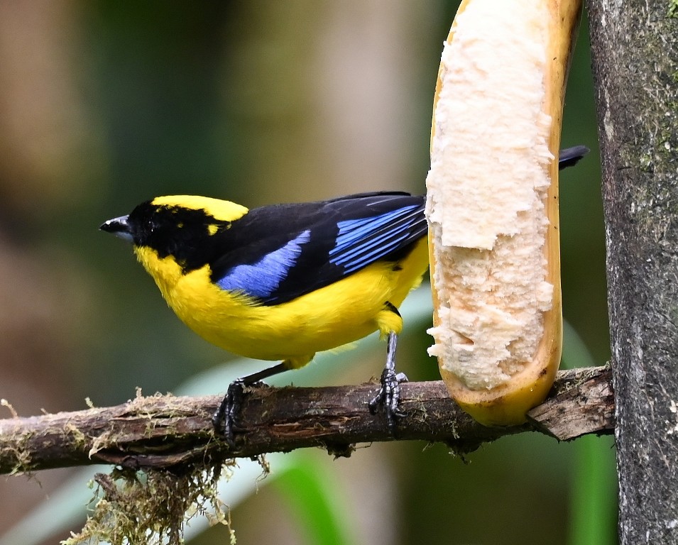Blue-winged Mountain Tanager - ML616564999