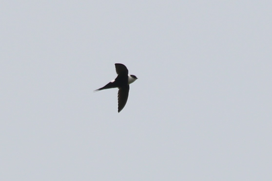 Lesser Swallow-tailed Swift - ML616565105