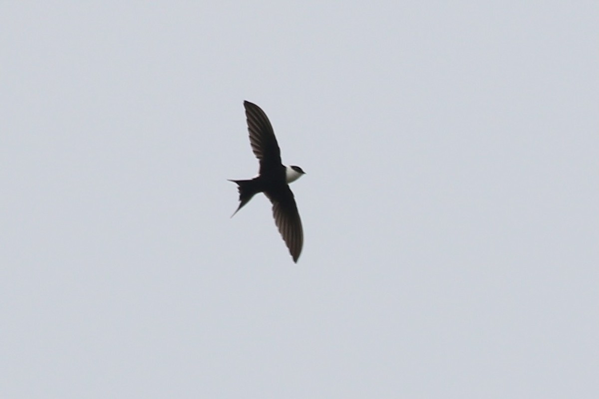 Lesser Swallow-tailed Swift - Yury Shashenko
