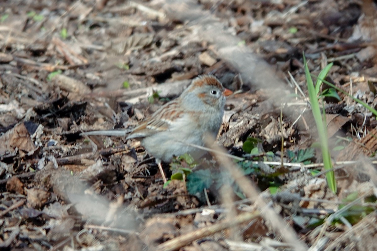 Field Sparrow - ML616565166