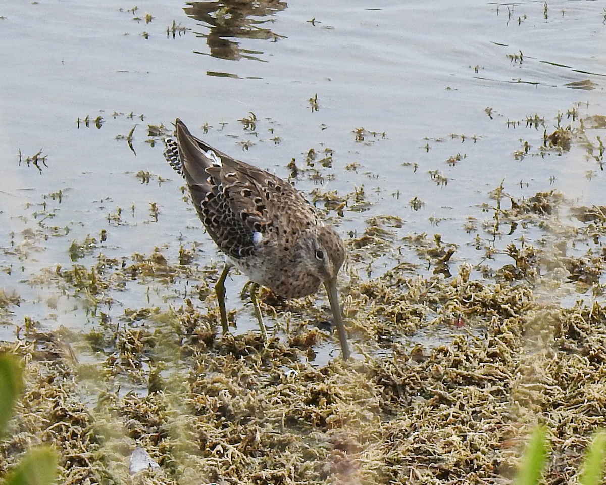 Short-billed Dowitcher - Betsy McCully
