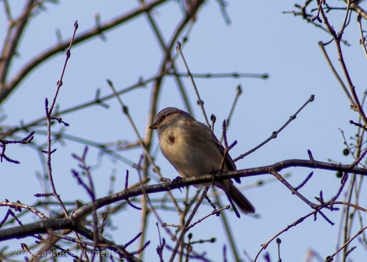 American Tree Sparrow - ML616565318