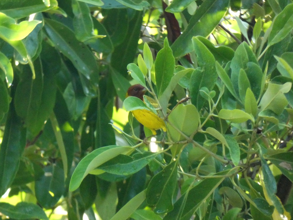 Yellow Warbler (Mangrove) - ML616565407