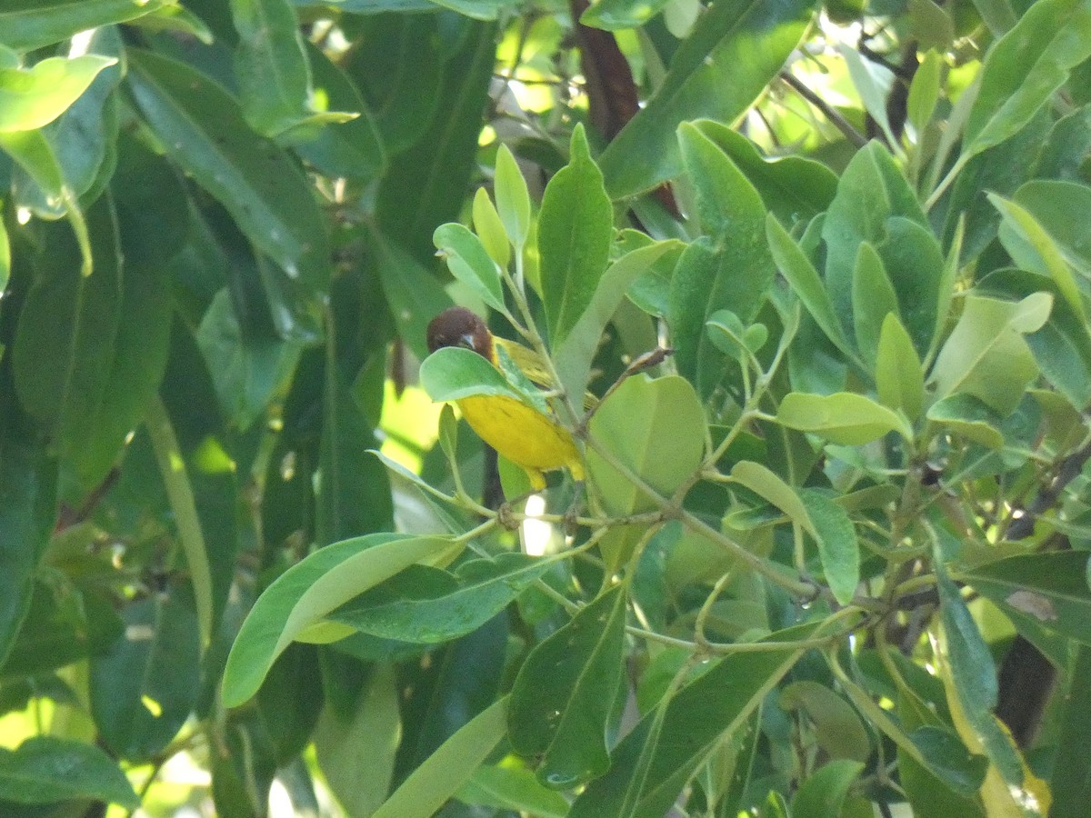 Yellow Warbler (Mangrove) - ML616565409