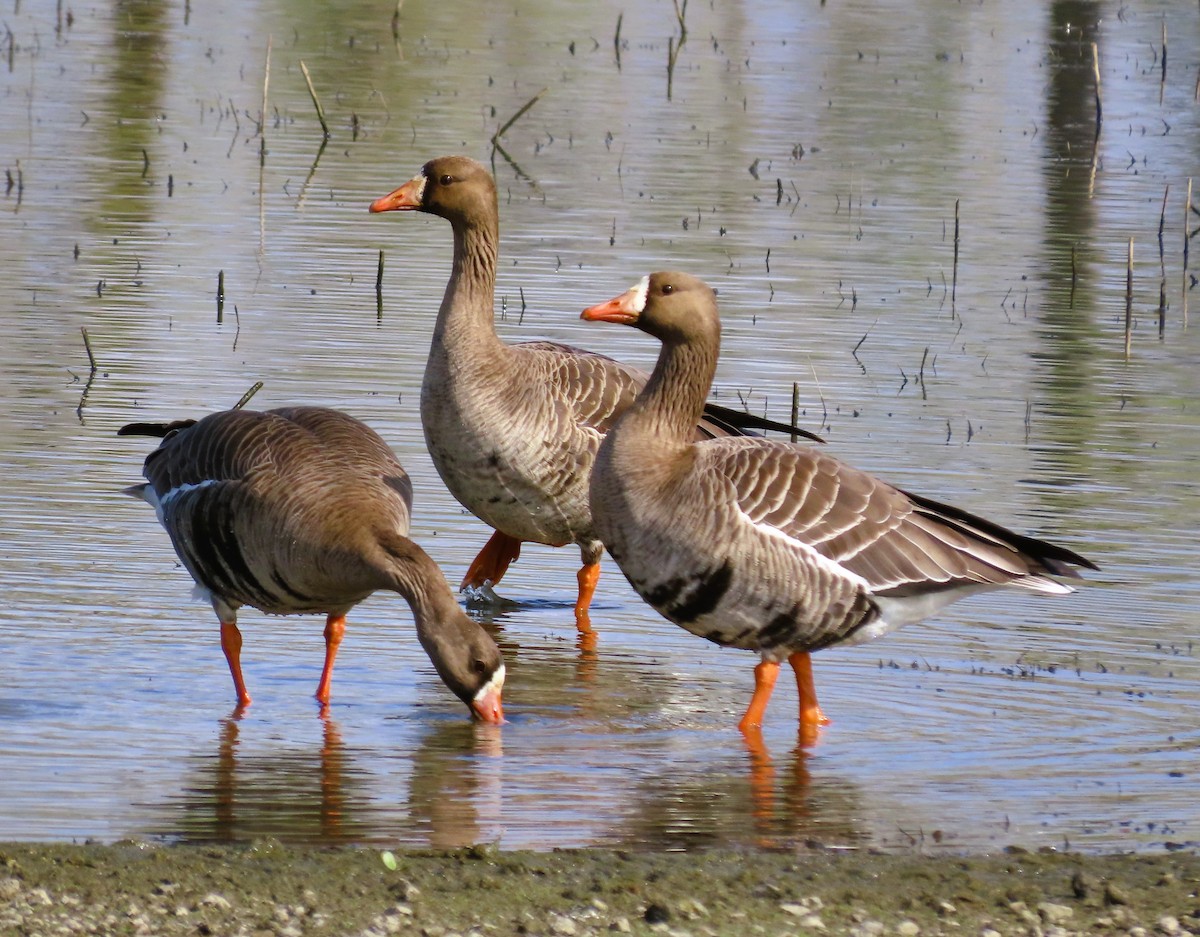 Greater White-fronted Goose - ML616565430