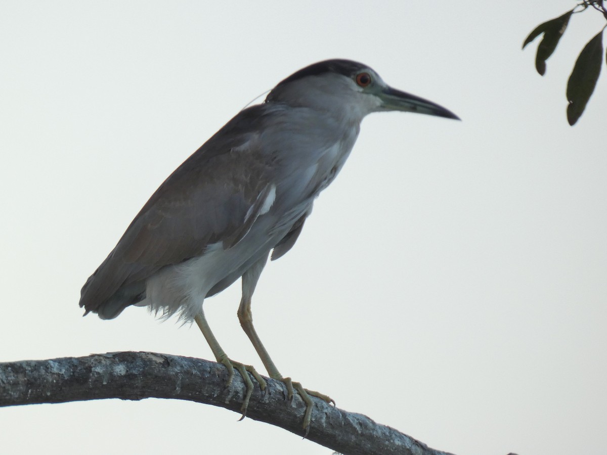 Black-crowned Night Heron - ML616565462