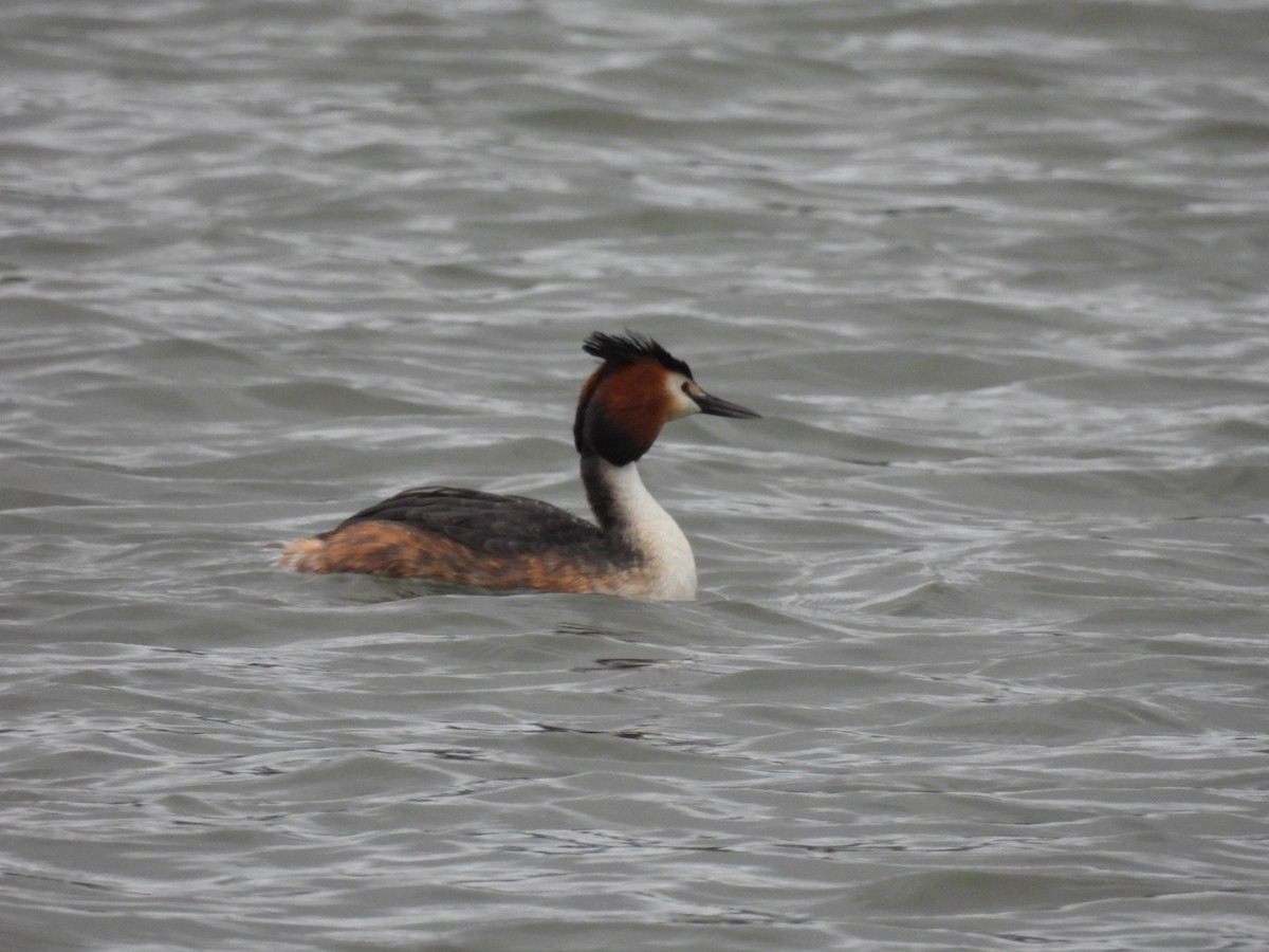 Great Crested Grebe - ML616565523