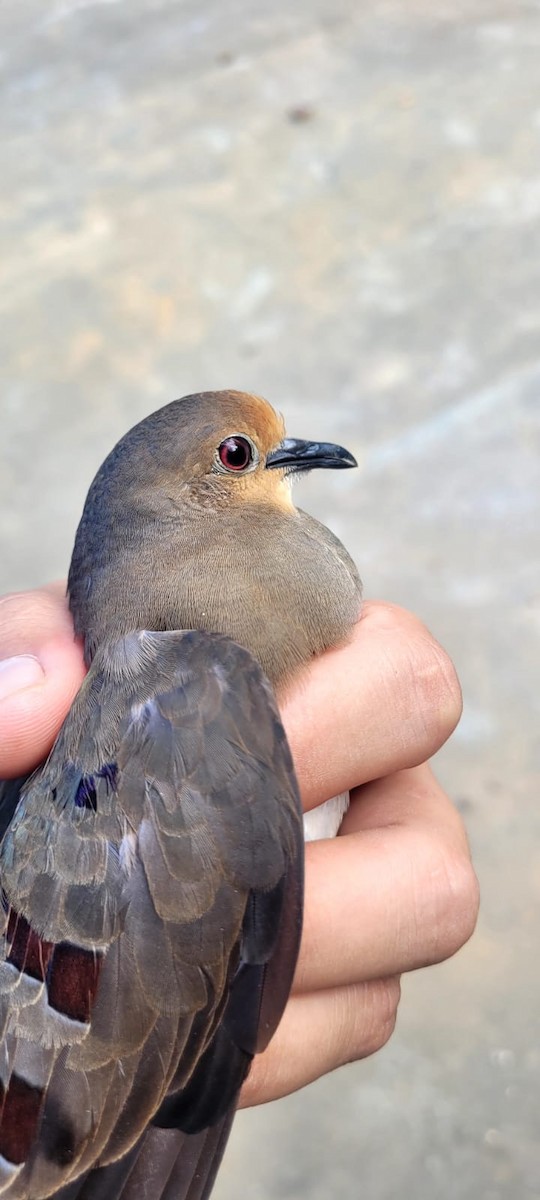 Maroon-chested Ground Dove - ML616565599