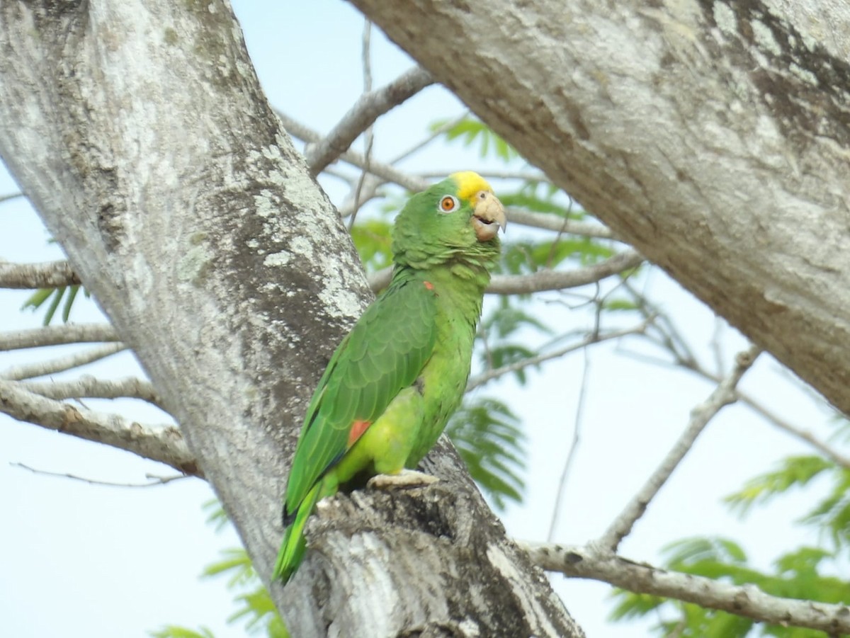 Yellow-crowned Parrot - ML616565633