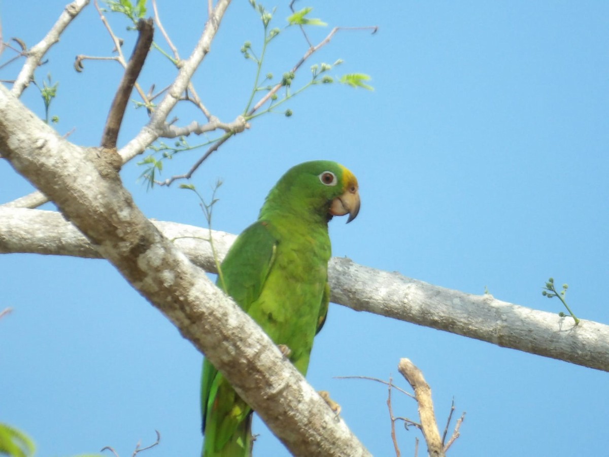 Yellow-crowned Parrot - ML616565634