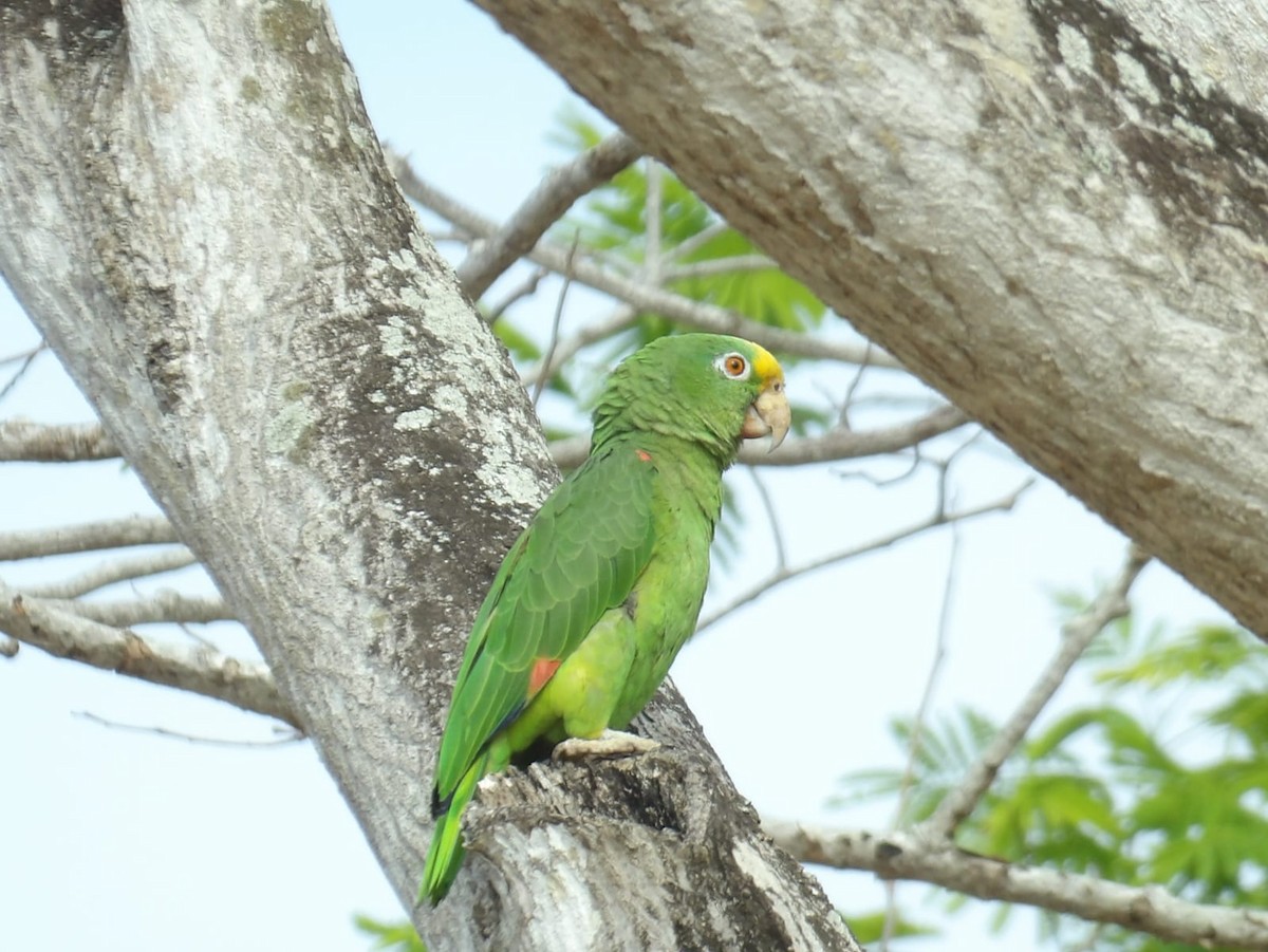 Yellow-crowned Parrot - ML616565635