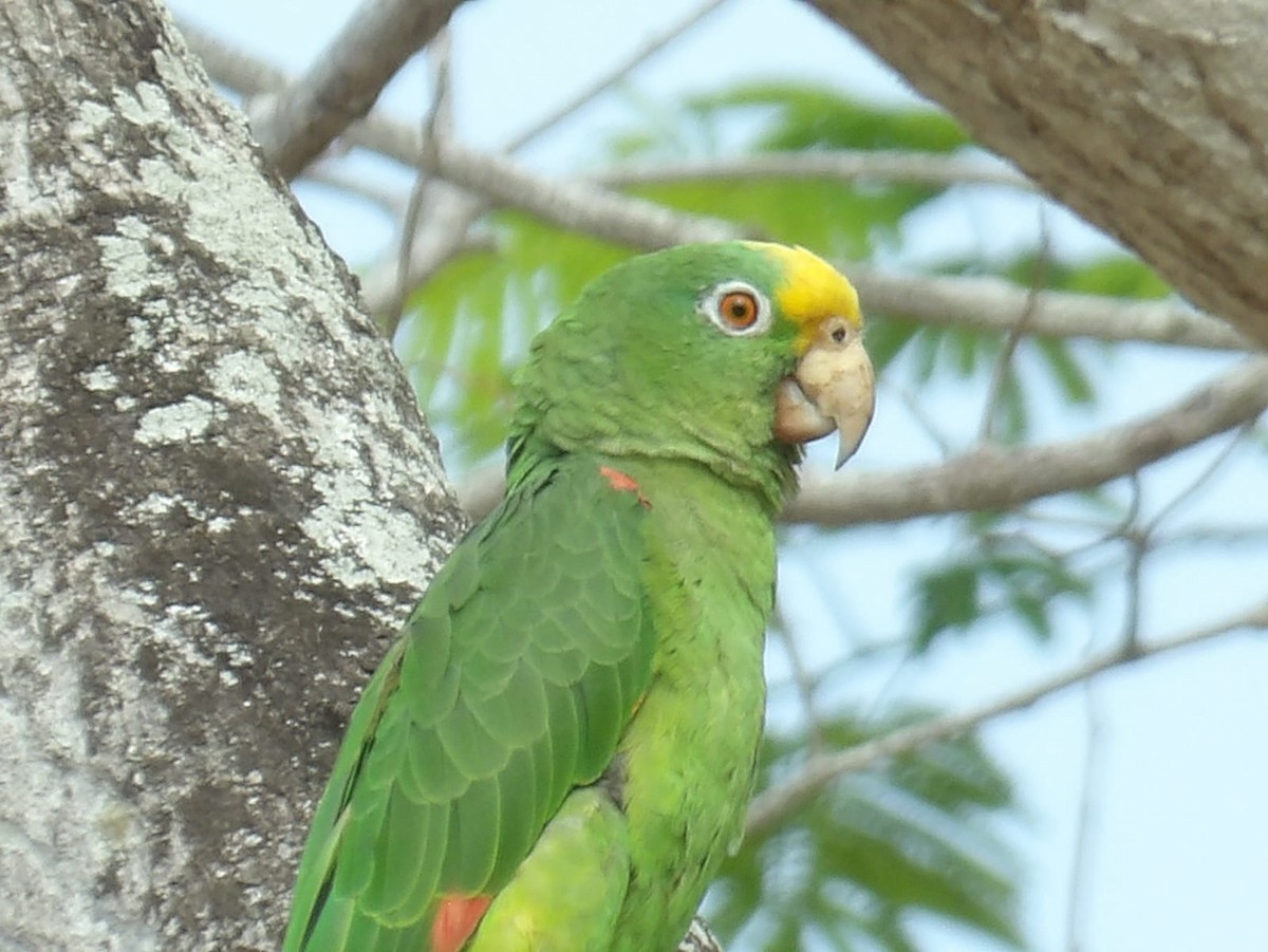 Yellow-crowned Parrot - ML616565636