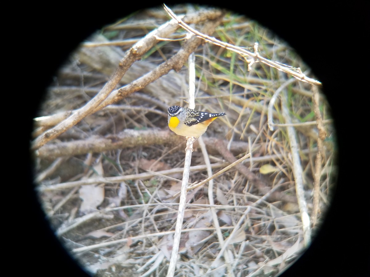 Spotted Pardalote - ML616565747