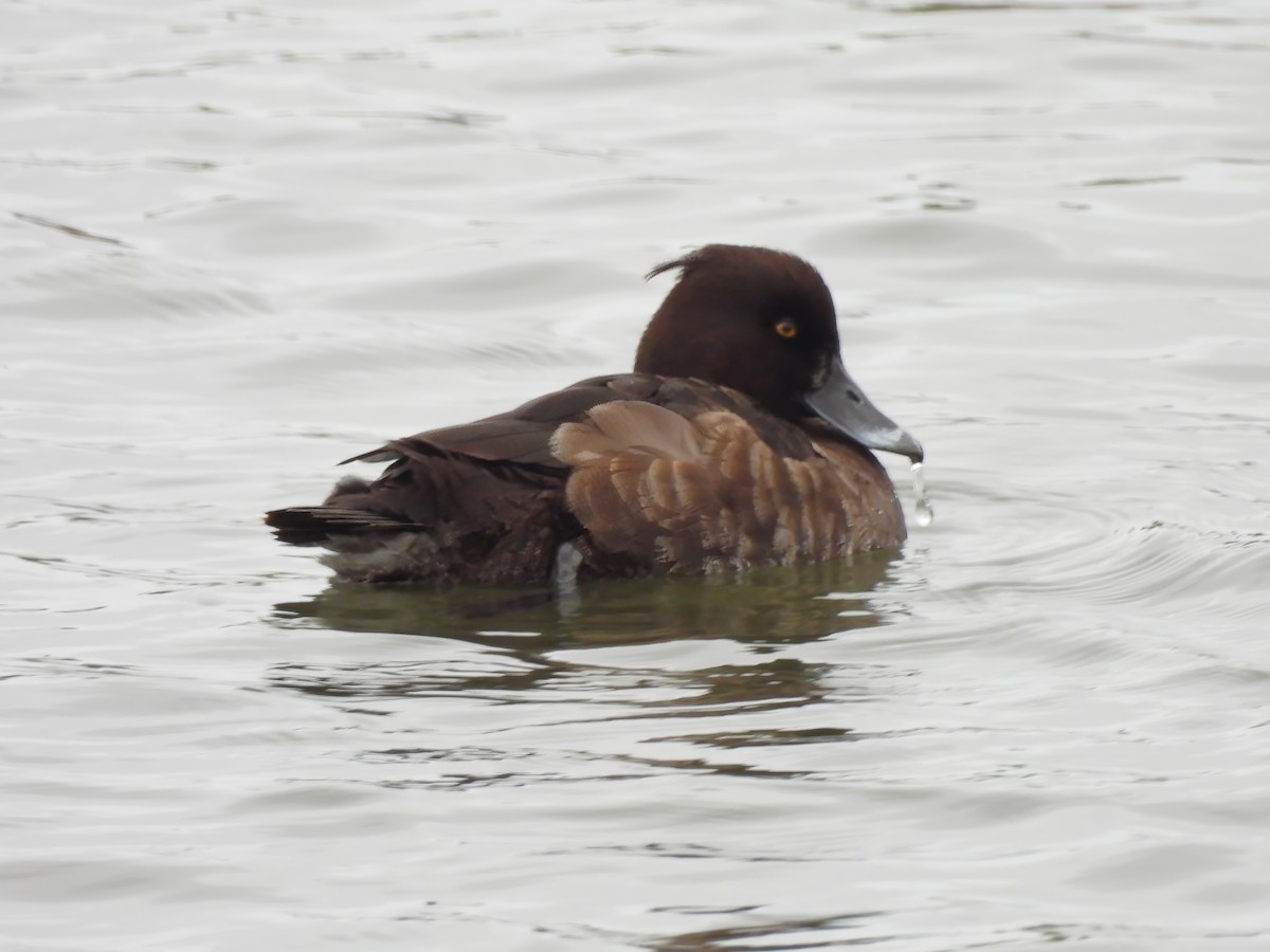 Tufted Duck - ML616565785