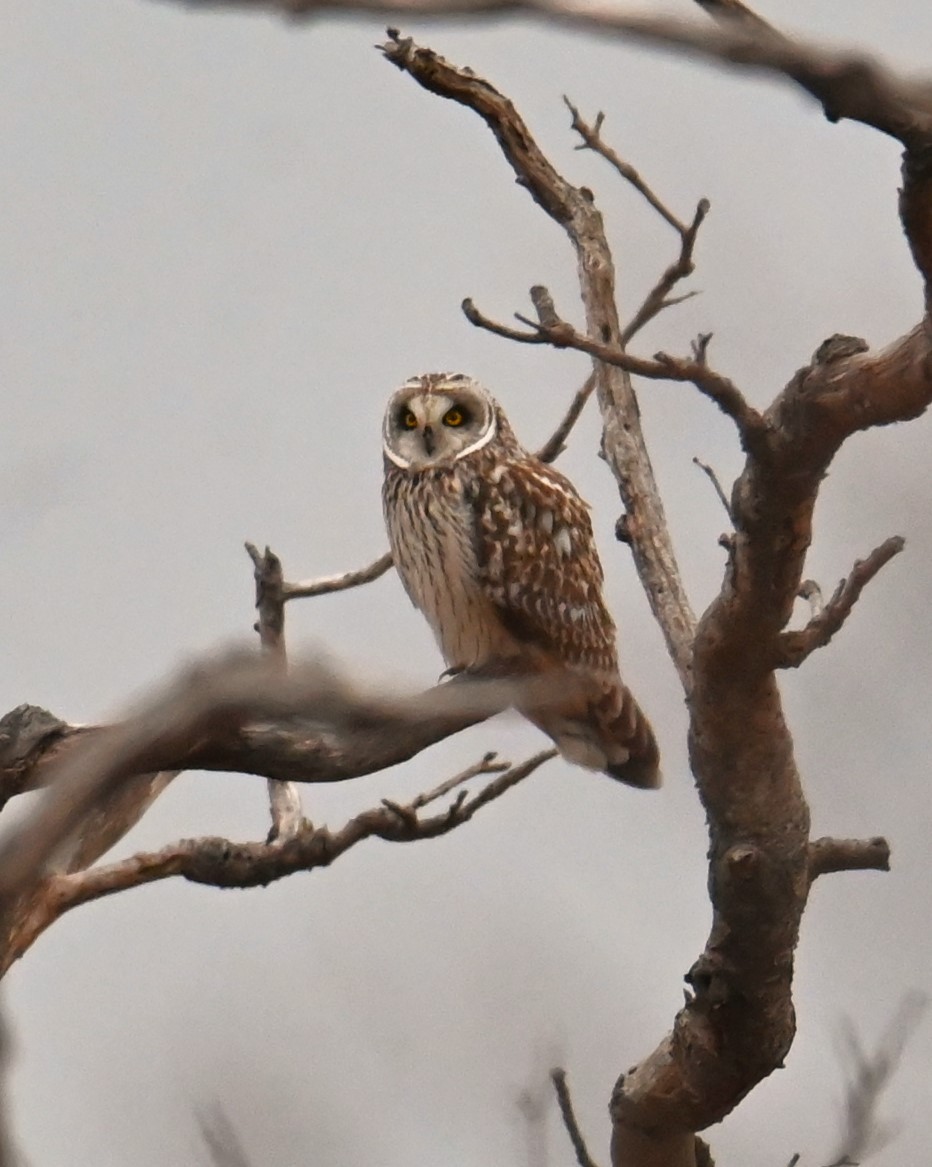 Short-eared Owl (Northern) - ML616565857