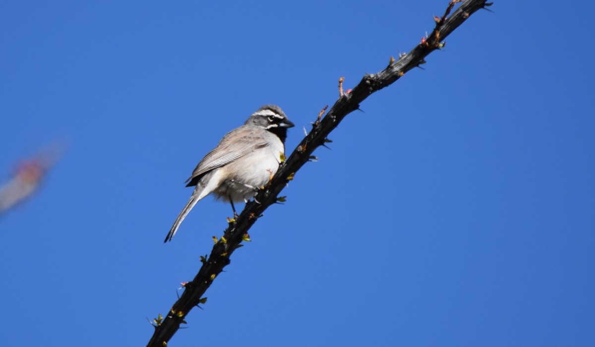 Black-throated Sparrow - Steve Nord