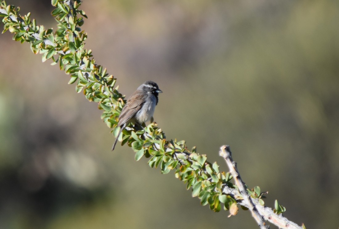 Black-throated Sparrow - ML616565908