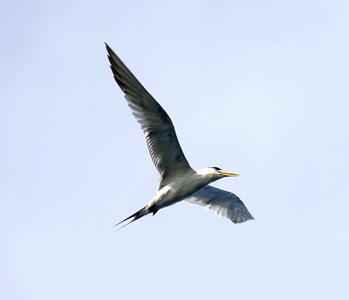 Great Crested Tern - Paul Bartlett