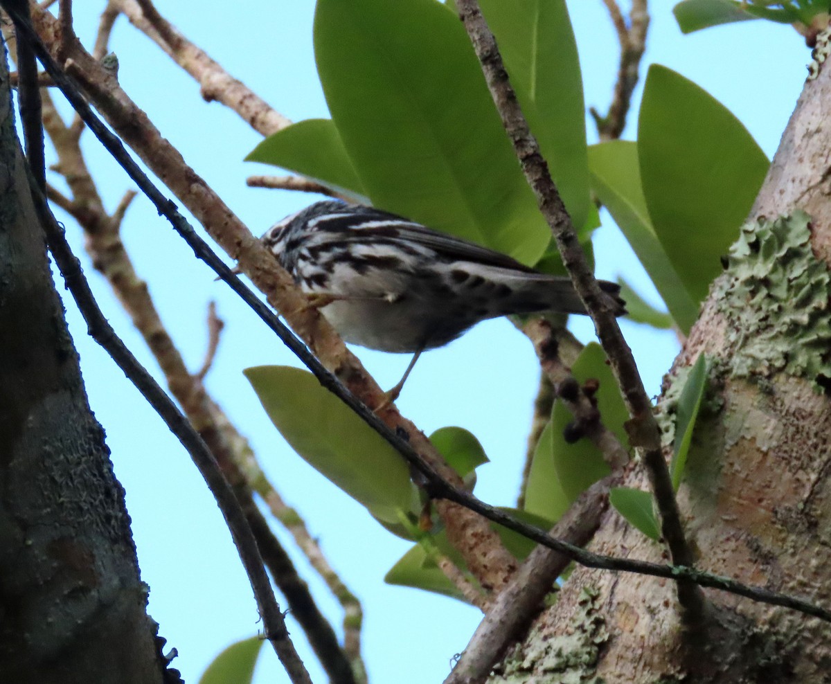 Black-and-white Warbler - ML616565970