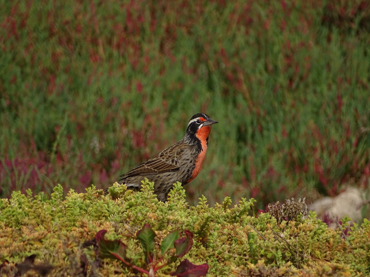 Long-tailed Meadowlark - ML616565978