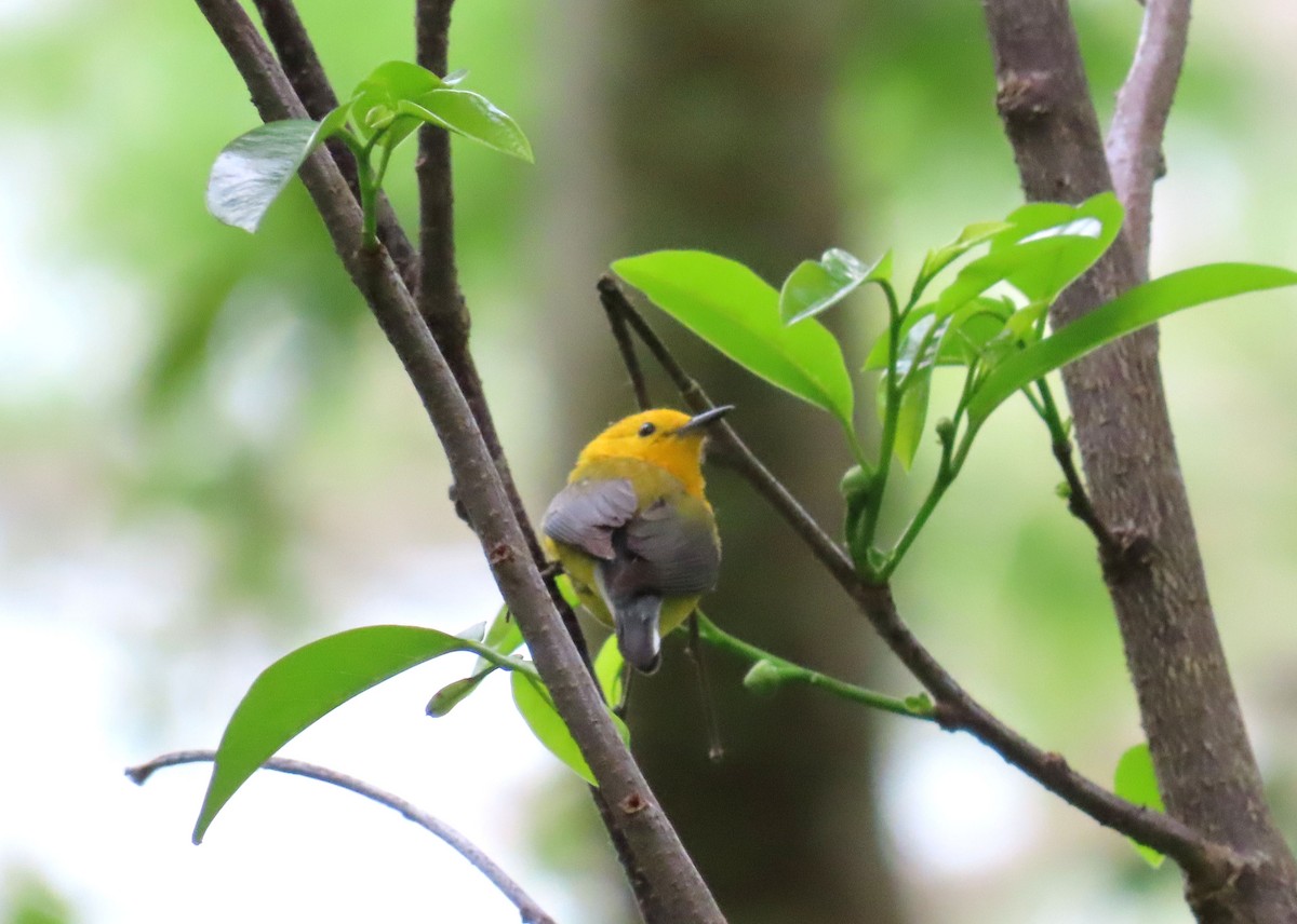Prothonotary Warbler - ML616565992