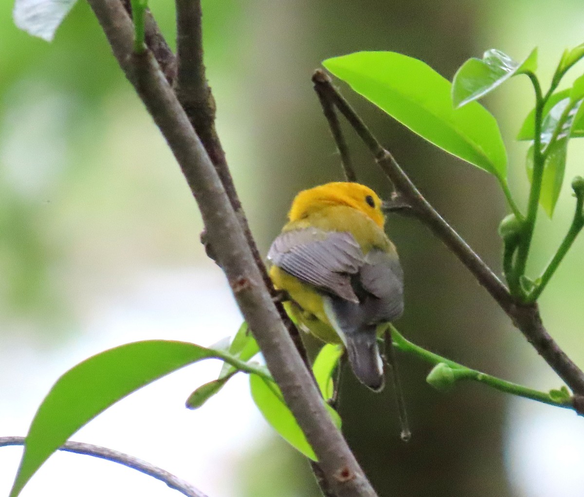 Prothonotary Warbler - ML616565993