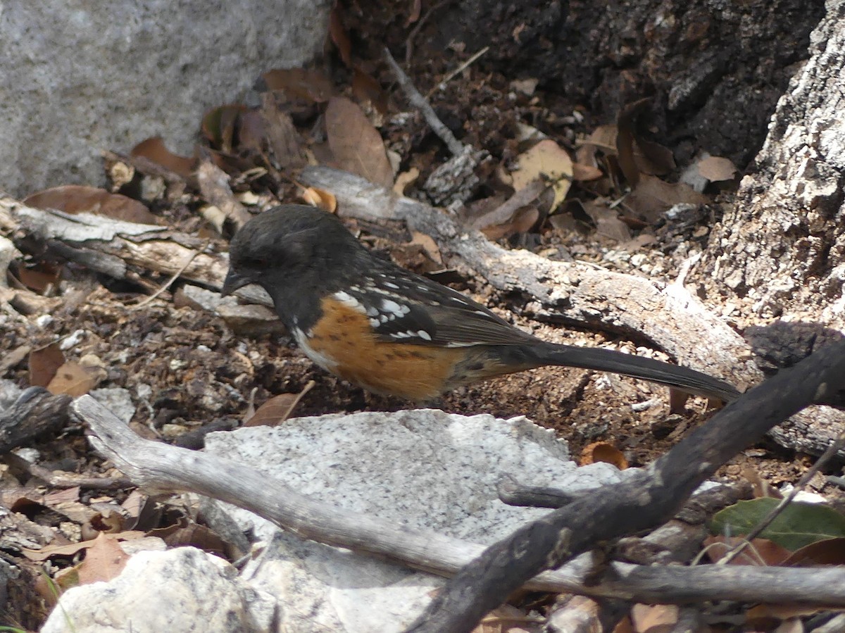 Spotted Towhee - ML616566026