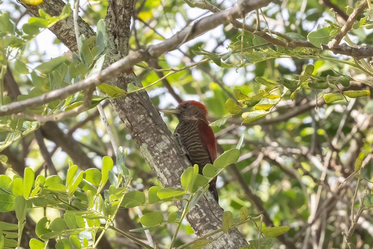 Blood-colored Woodpecker - ML616566036