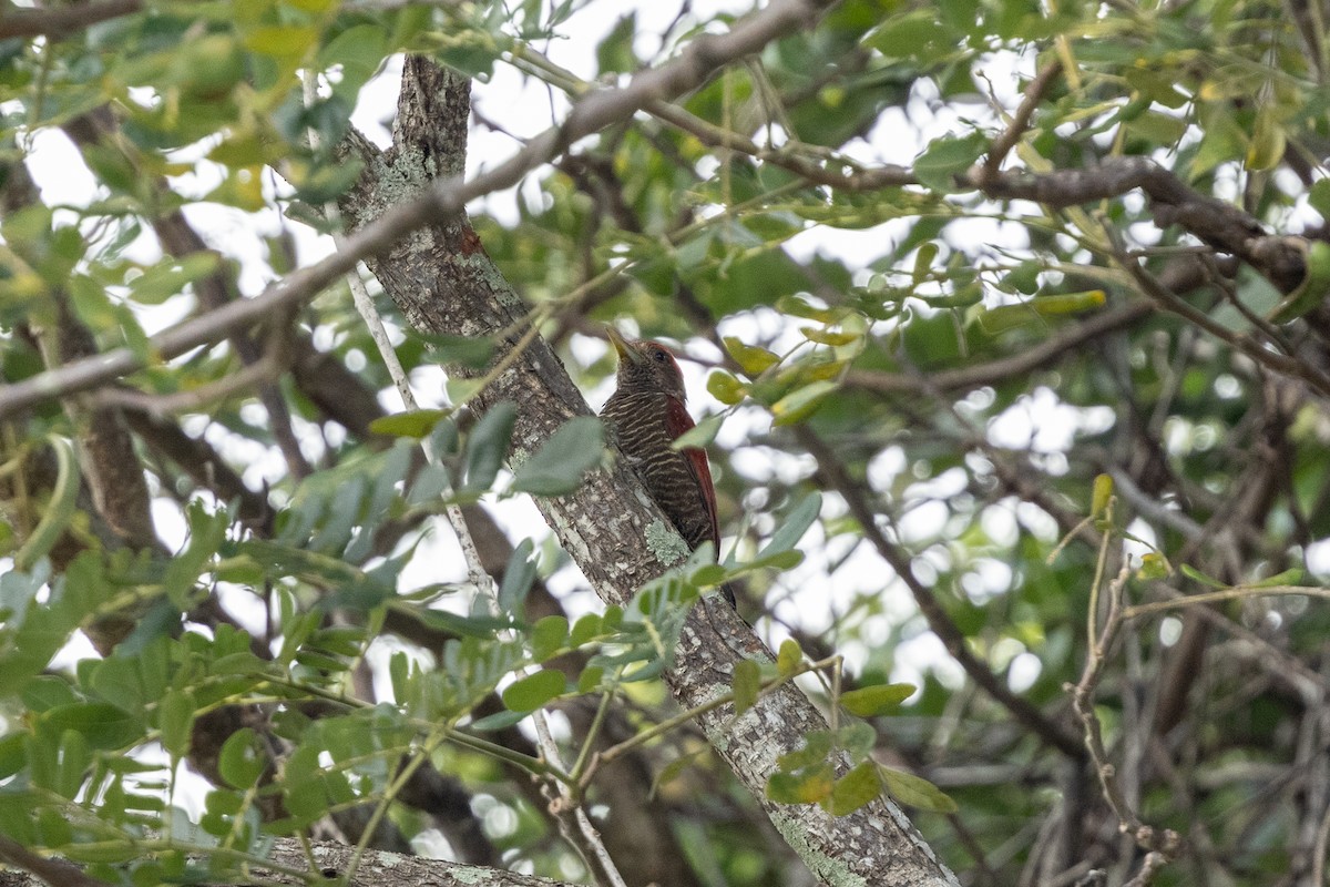 Blood-colored Woodpecker - ML616566045