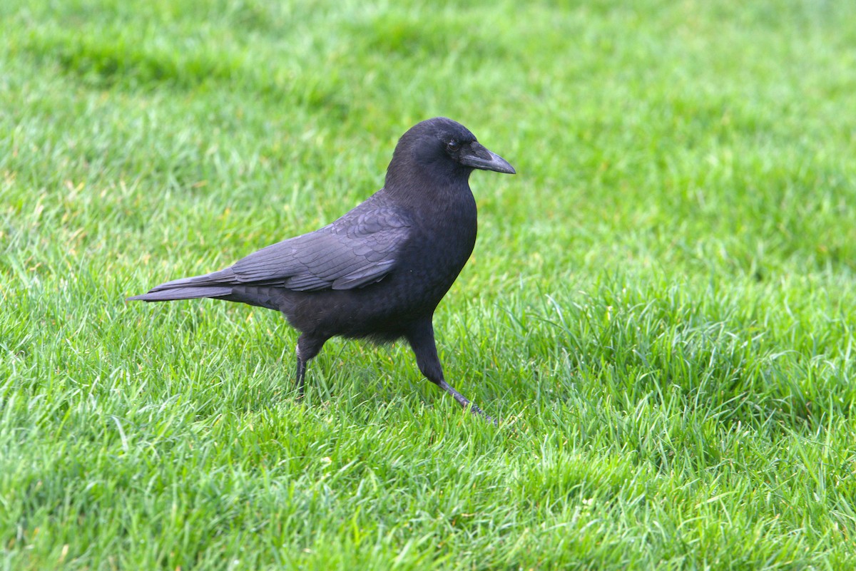 American Crow - bir d