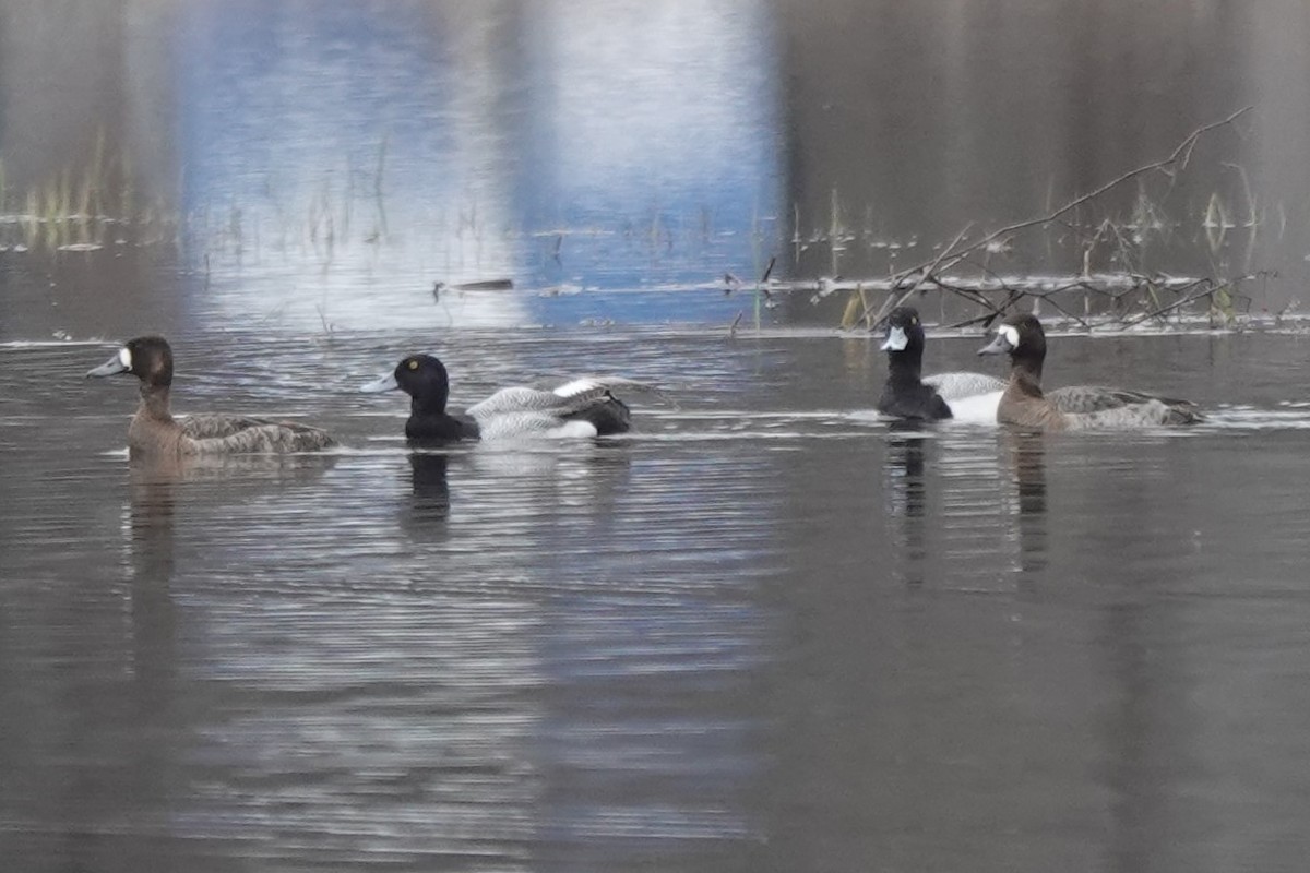 Greater Scaup - ML616566136