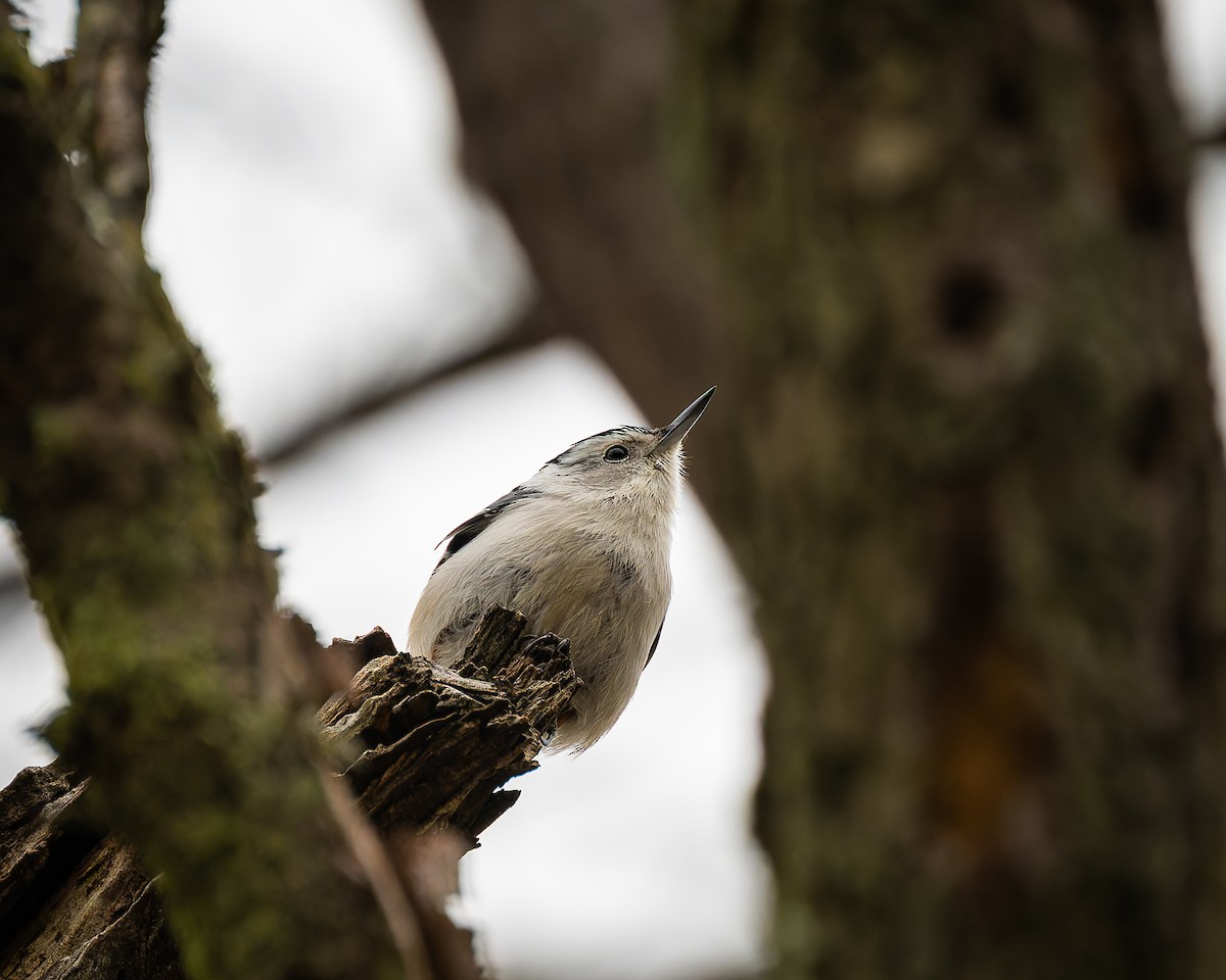 White-breasted Nuthatch - ML616566150