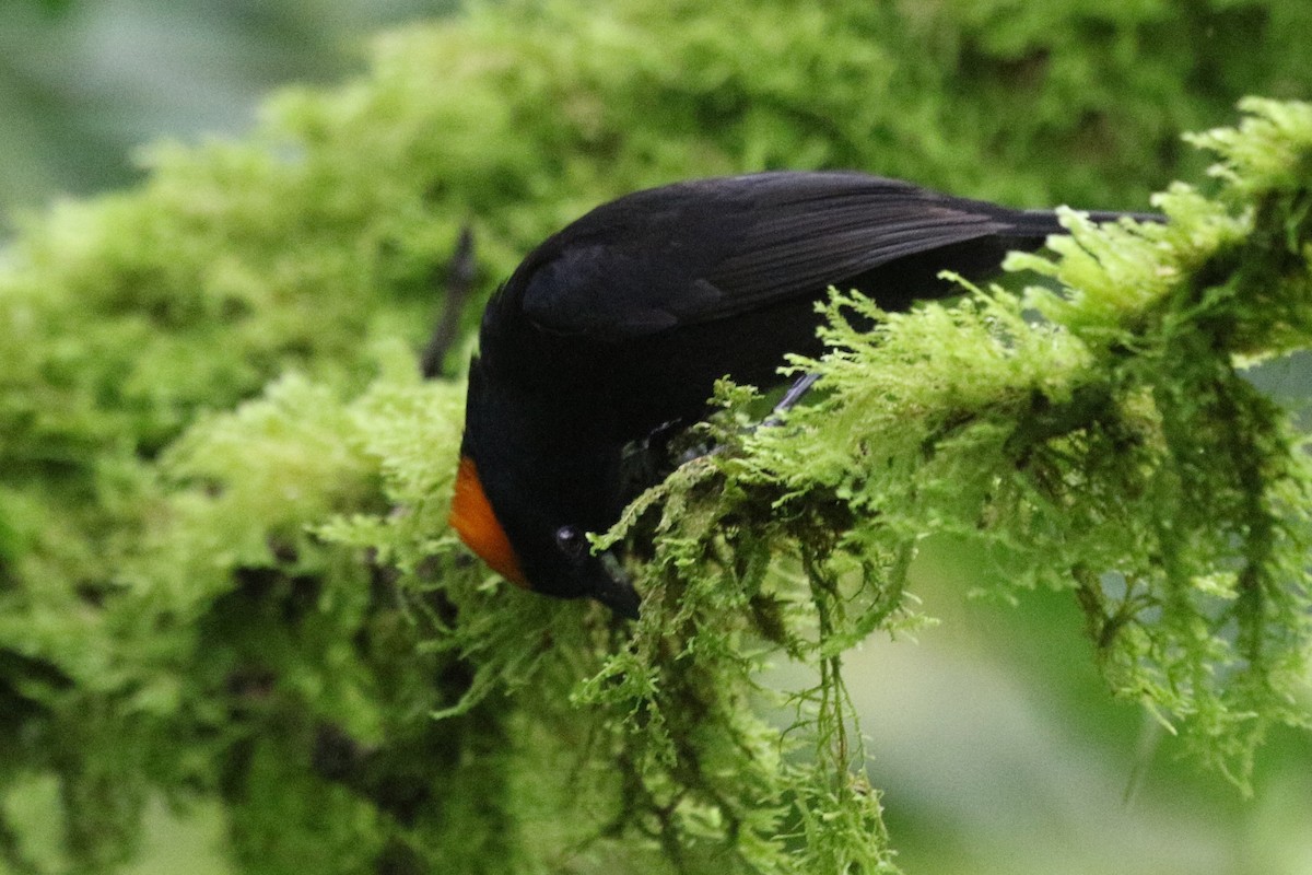 Tawny-crested Tanager - ML616566233