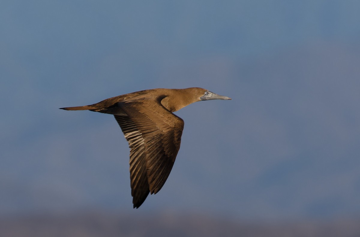 Brown Booby (Brewster's) - ML616566242