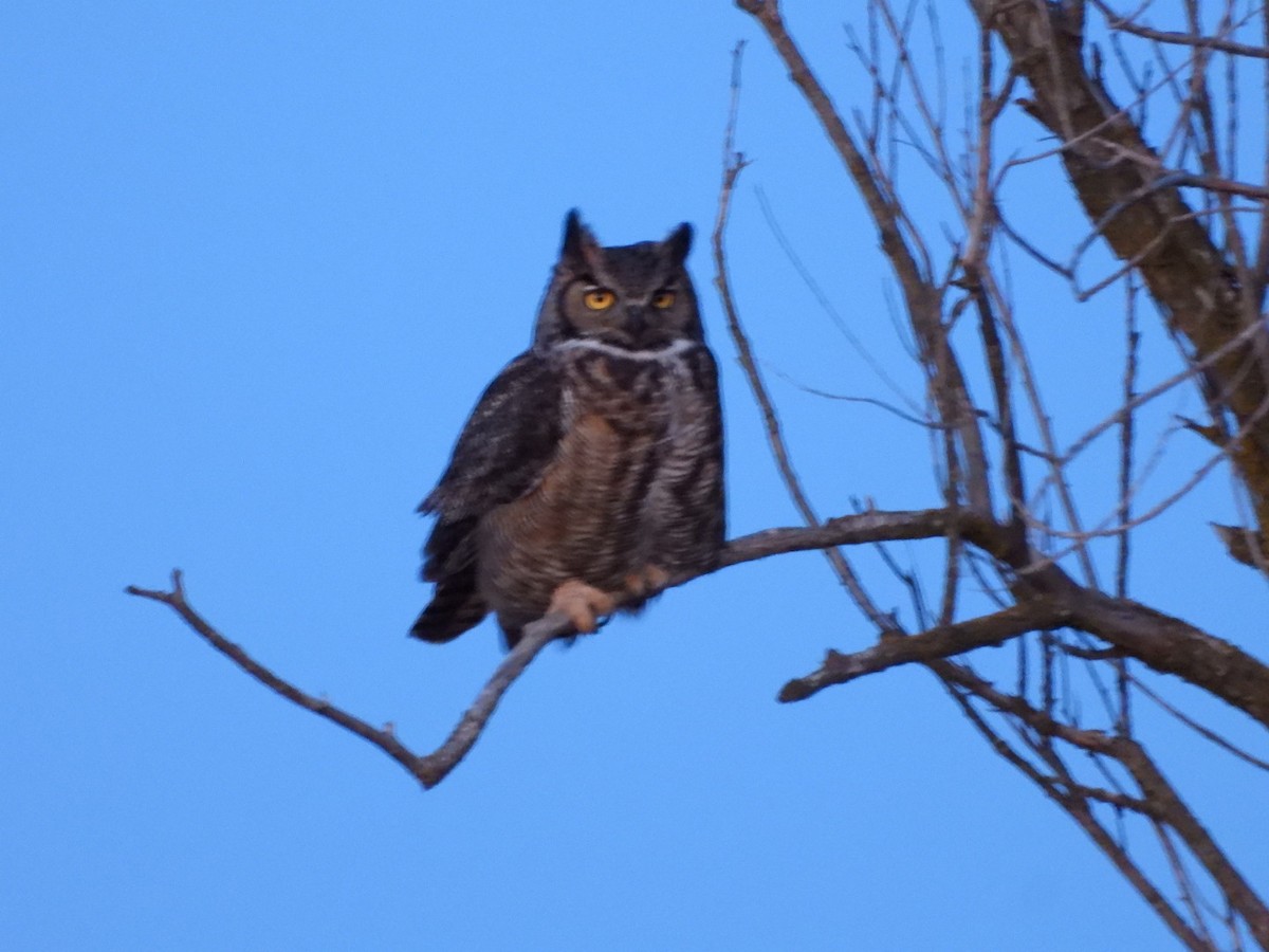 Great Horned Owl - ML616566269