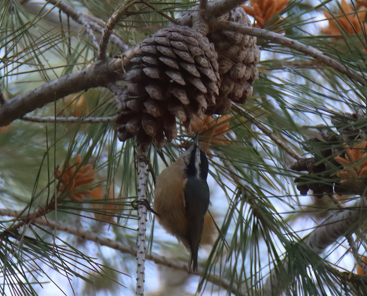 Red-breasted Nuthatch - ML616566276
