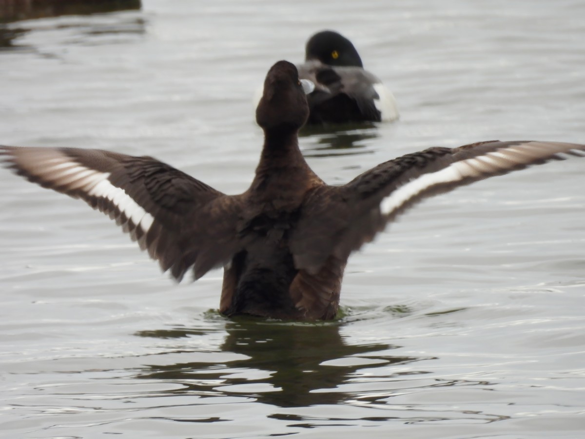 Tufted Duck - ML616566302