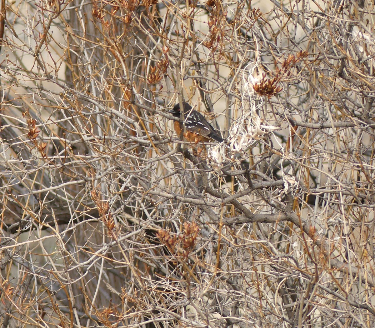Spotted Towhee - ML616566316