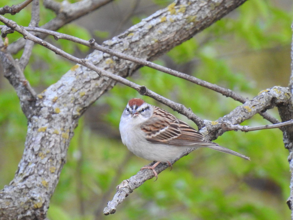 Chipping Sparrow - ML616566332