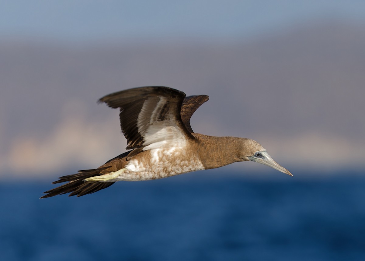 Brown Booby (Brewster's) - ML616566345