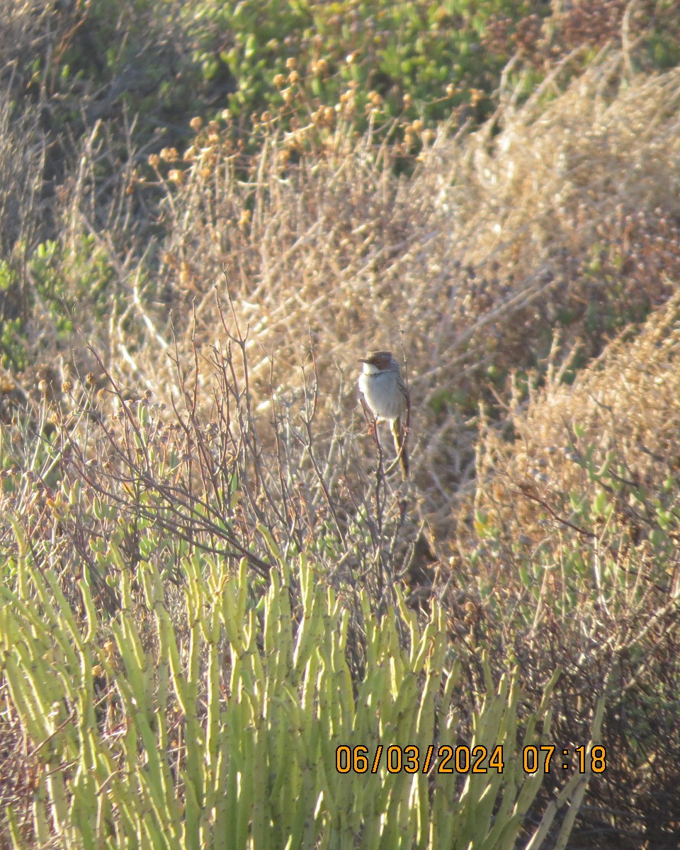 Rufous-eared Warbler - ML616566367