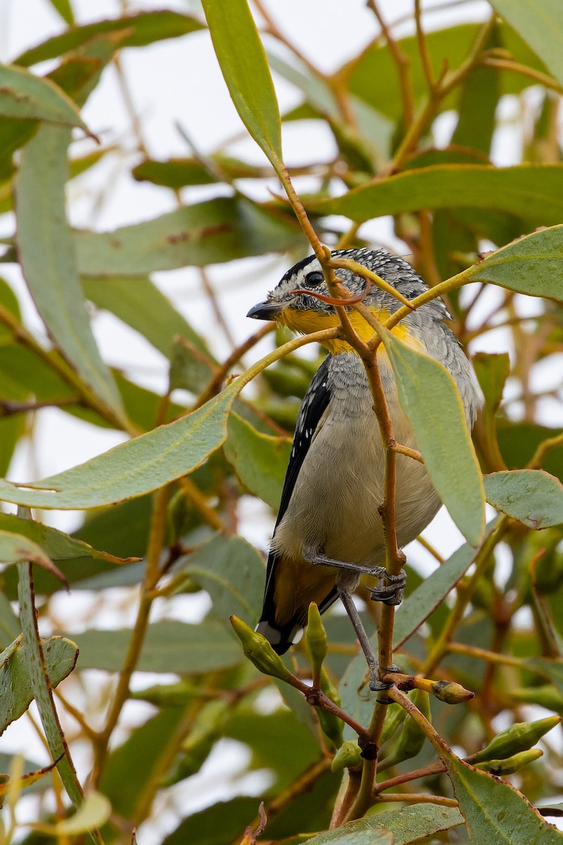 Spotted Pardalote - ML616566382