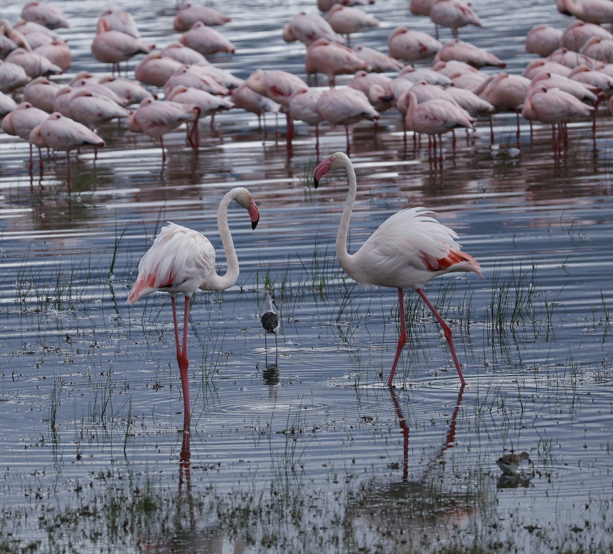 Greater Flamingo - Dave Powell