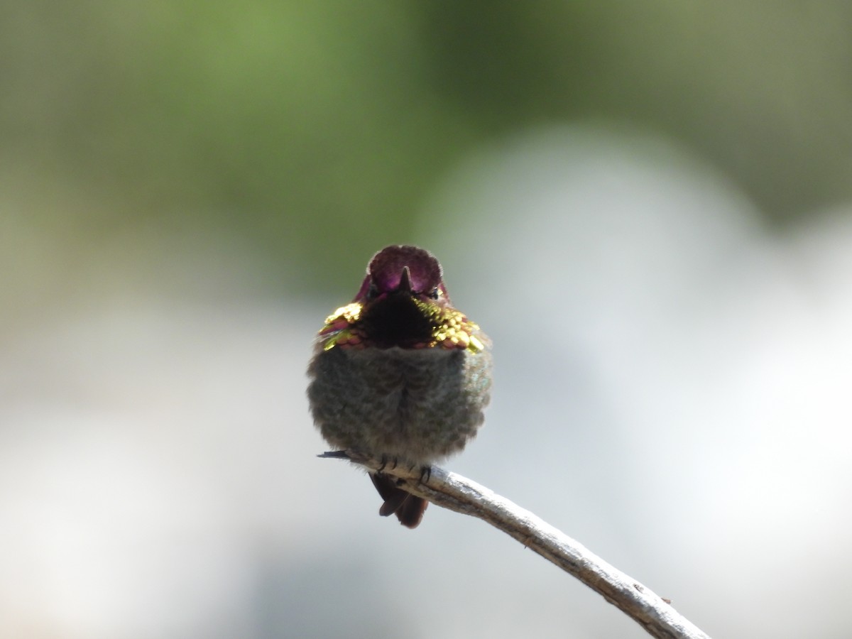 Anna's Hummingbird - ML616566457