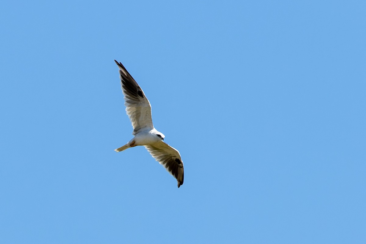 Black-shouldered Kite - ML616566499