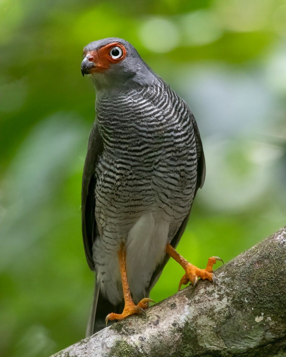 Lined Forest-Falcon - ML616566645
