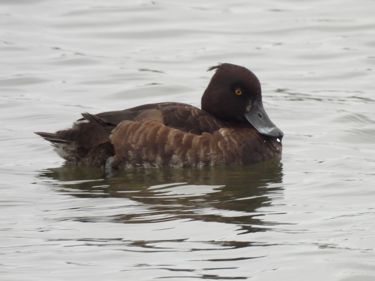 Tufted Duck - ML616566662