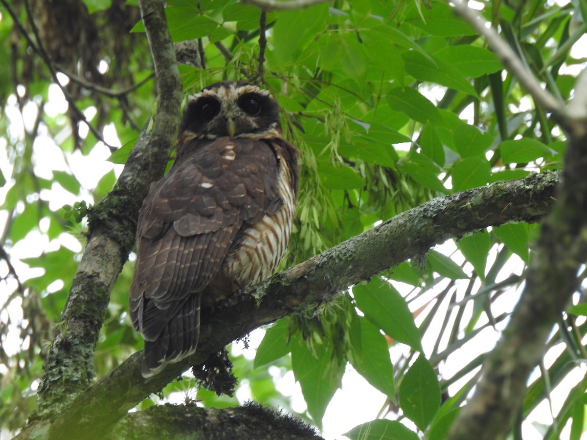 Band-bellied Owl - ML616566665