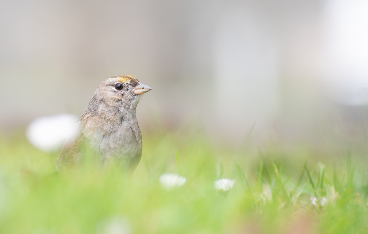 Golden-crowned Sparrow - ML616566670